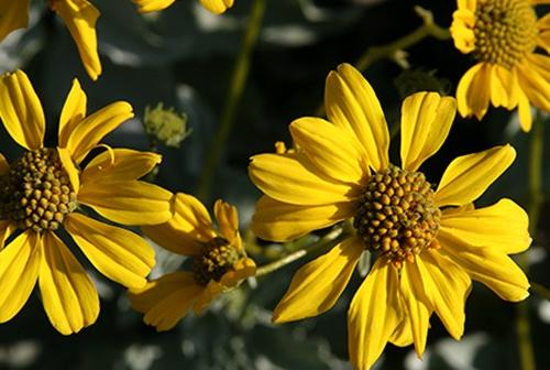 Brittlebush